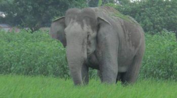 elephent