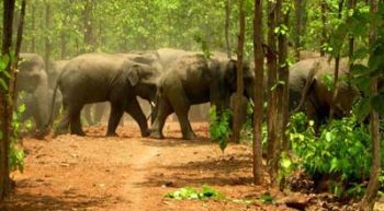 sherpur-elephant